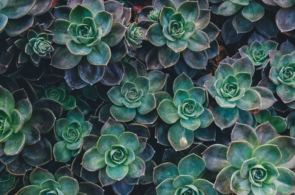 wazy_plants_texture